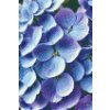 M11_Diamond_Paintings_-_Hydrangea_flower