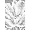 M11_Dotting_Points_-_Freesia_flower