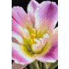 M11_Diamond_Paintings_-_Freesia_flower