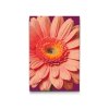 M2_Painting_by_Numbers_-_Gerbera_flower