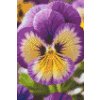 M11_Diamond_Paintings_-_Pansy_flower