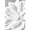 M11_Dotting_Points_-_Nutmeg_flower