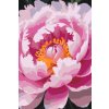 M11_Painting_by_Numbers_-_Peony_flower
