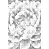 M11_Dotting_Points_-_Peony_flower