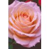 M11_Diamond_Paintings_-_Rose_flower