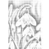 M11_Dotting_Points_-_Snowdrop_flower