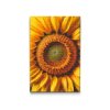 M2_Diamond_Paintings_-_Sunflower_flower