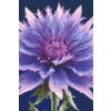 M11_Diamond_Paintings_-_Cornflower_flower