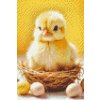 M11_Diamond_Paintings_-_Easter_chick_with_eggs