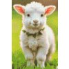M11_Diamond_Paintings_-_Spring_lamb