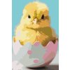 M11_Painting_by_Numbers_-_Easter_chick_in_the_eggshell
