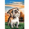 Paint by Number - English Bulldog in the Garden