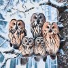 M11_Painting_by_Numbers_-_Owl_family_in_winter