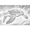 M11_Dotting_Points_-_Rainbow_turtle