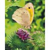 M11_Painting_by_Numbers_-_Butterfly_sitting_on_a_flower
