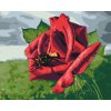 Paint by Number - Bee on the Rose