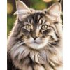 M11_Diamond_Paintings_-_Maine_Coon_cat