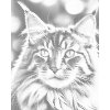 M11_Dotting_Points_-_Maine_Coon_cat