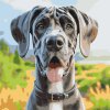 M11_Painting_by_Numbers_-_Great_Dane