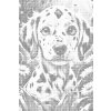M11_Dotting_Points_-_Dalmatian_puppy