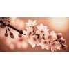 M11_Diamond_Paintings_-_Spring_blossoms_of_sakura