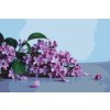 M11_Painting_by_Numbers_-_Lilac