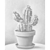 M11_Dotting_Points_-_Cactus_in_a_pot