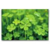 M2_Diamond_Paintings_-_Four-leaf_clover_for_luck