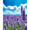 M11_Diamond_Paintings_-_Lavender_in_the_field