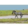Paint by Number - Serengeti National Park 2
