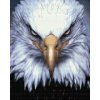 Diamond Painting - Eagle Head