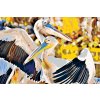 Paint by Number - Pelicans