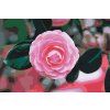 Paint by Number - Pink Camellia