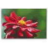 Diamond Painting - Red Dahlia 2