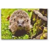 Diamond Painting - Hedgehog Night Creature