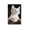 Diamond Painting - White Cat