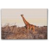 Diamond Painting - Giraffe in the Wild