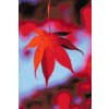 Diamond Painting - Maple Leaf