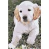 Paint by Number - Labrador Puppy