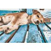 Paint by Number - Lazy Dog