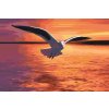 Paint by Number - Seagull over the Sea