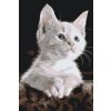 Paint by Number - White Cat