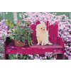 Paint by Number - Puppy on the Bench