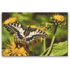 Diamond Painting - Butterfly on a Dandelion