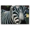 Diamond Painting - Focused on the Zebra