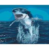 Paint by Number - Shark above the Water
