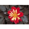 Diamond Painting - Red Flower