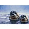 Diamond Painting - Seals on the Hunt
