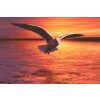 Diamond Painting - Seagull over the Sea
