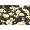 Diamond Painting - Daisies in the Meadow